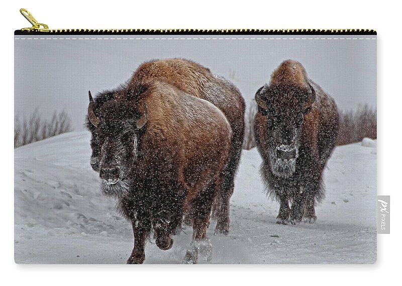 Snow Zip Pouch featuring the photograph Yellowstone Bison by Dbushue Photography
