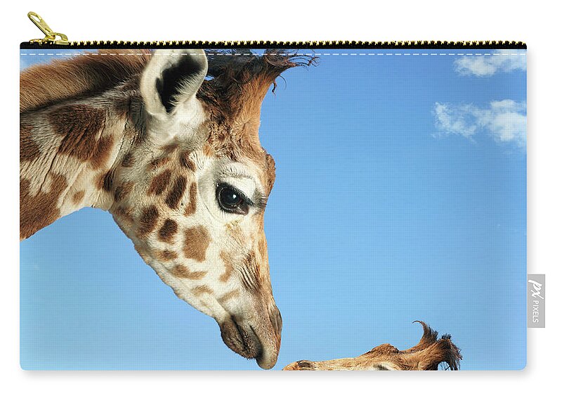 Animal Nose Zip Pouch featuring the photograph Young And Adult Giraffes Looking Face by Digital Zoo