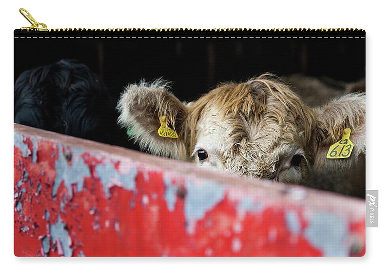 Young Cow Zip Pouch featuring the photograph Young blonde cow and red metal barn door by Anita Nicholson