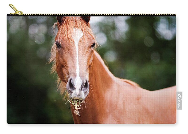 Horse Zip Pouch featuring the photograph Young Brown Quarter Horse by Jorja M. Vornheder
