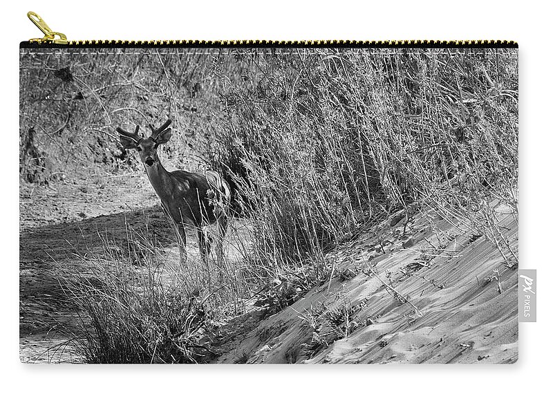 Richard E. Porter Zip Pouch featuring the photograph Young Buck - Palo Duro Canyon State Park, Texas by Richard Porter