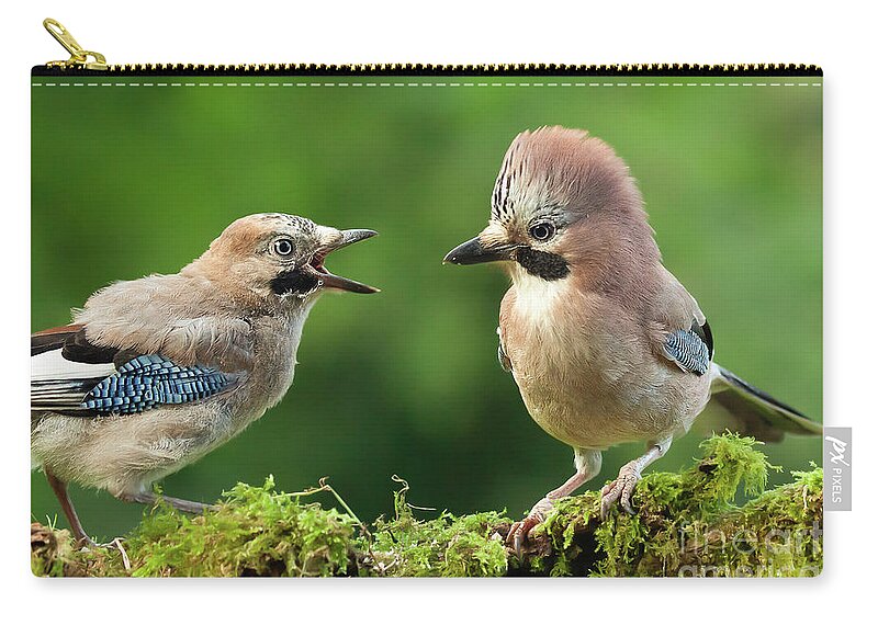 Jay Zip Pouch featuring the photograph Young jay bird with parent close up by Simon Bratt