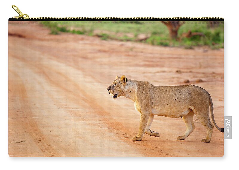 Kenya Zip Pouch featuring the photograph Young Lioness Walking In Morning Sun by 1001slide