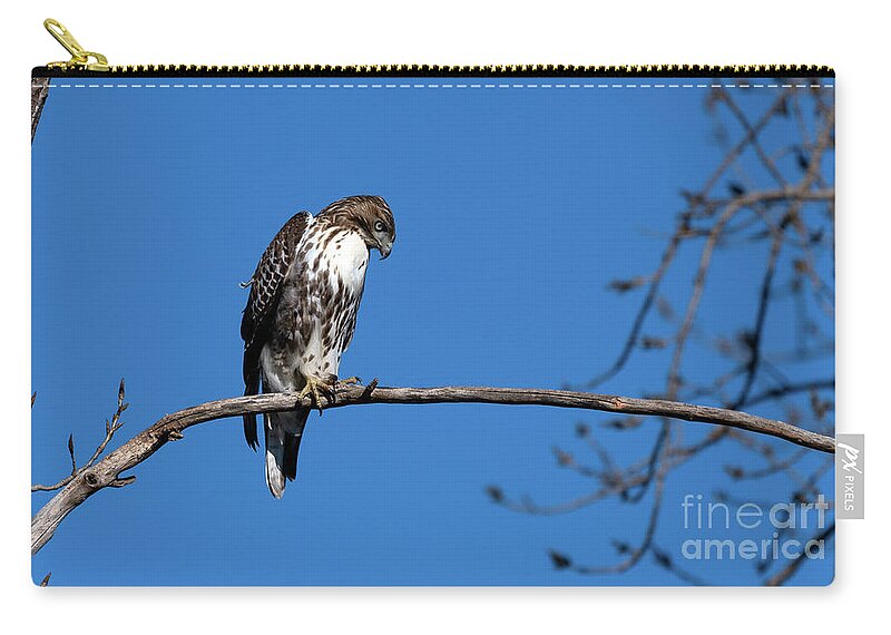 Red Tailed Hawk Zip Pouch featuring the photograph Young Red Tailed Hawk. by Sam Rino