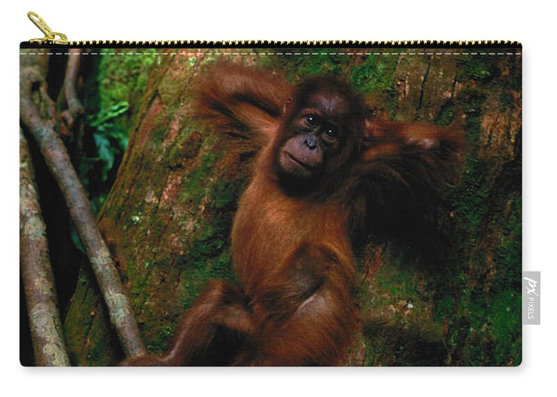 Hands Behind Head Zip Pouch featuring the photograph Young Sumatran Organutan Pongo Pongo by Art Wolfe