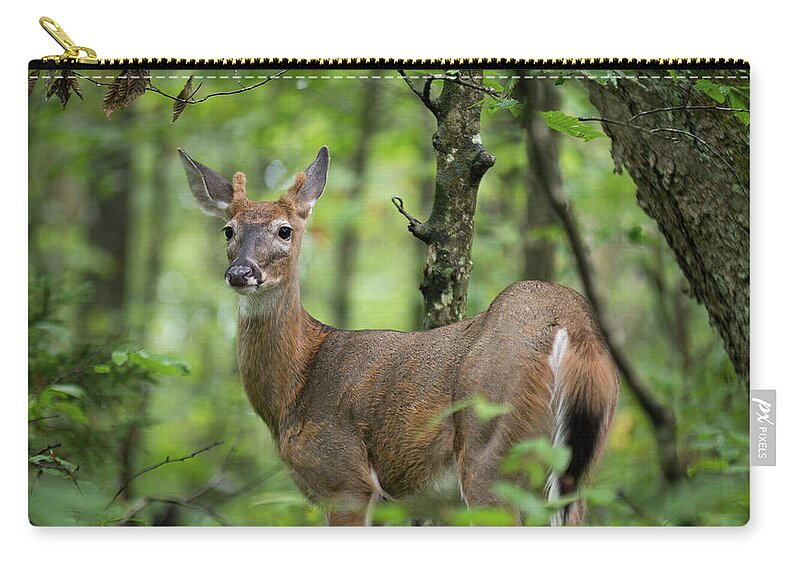 Deer Zip Pouch featuring the photograph Young White-tailed Deer, Odocoileus virginianus, with Velvet Antlers by William Dickman