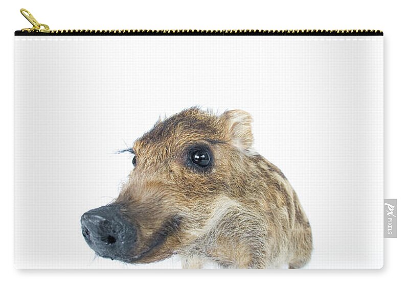 Animal Nose Zip Pouch featuring the photograph Young Wild Boar Sus Scrofa by Yasuhide Fumoto