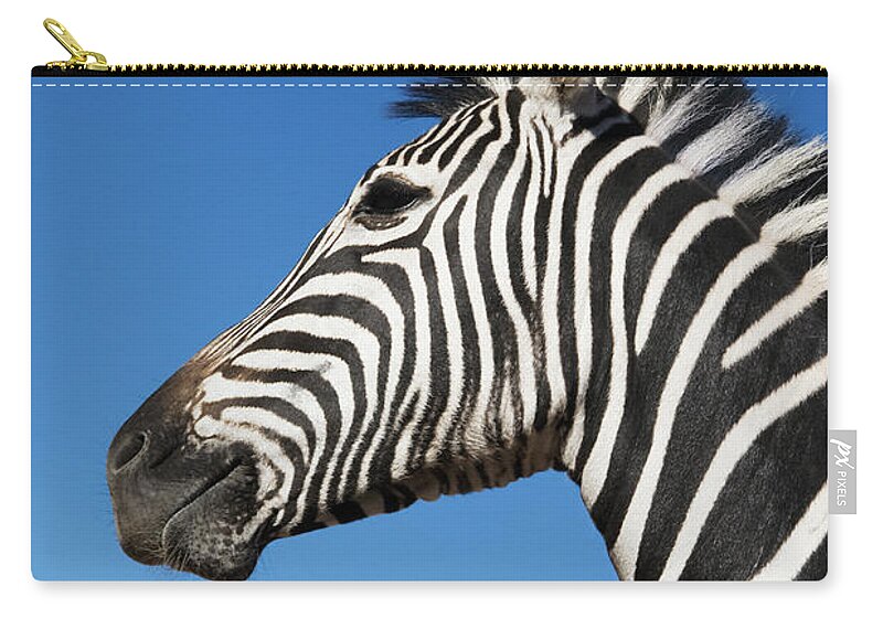 Plains Zebra Zip Pouch featuring the photograph Zebra Equus Burchellii Against Blue by Martin Barraud