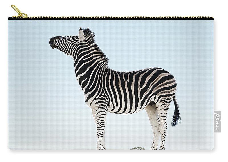 Plains Zebra Zip Pouch featuring the photograph Zebra Equus Burchellii In Open by Martin Barraud