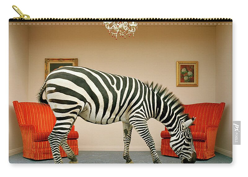 Out Of Context Zip Pouch featuring the photograph Zebra In Living Room Smelling Rug, Side by Matthias Clamer