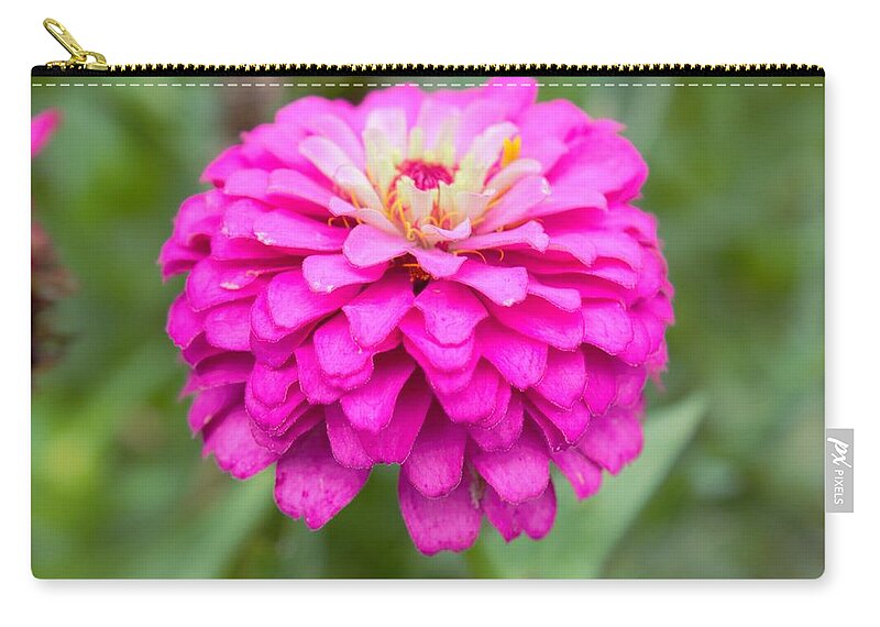 Flowers Zip Pouch featuring the photograph Zinnia Variation 2 by Ali Baucom