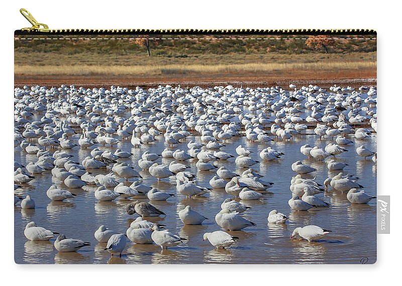 Snow Geese Zip Pouch featuring the photograph A Gaggle of Geese #1 by Robert Harris