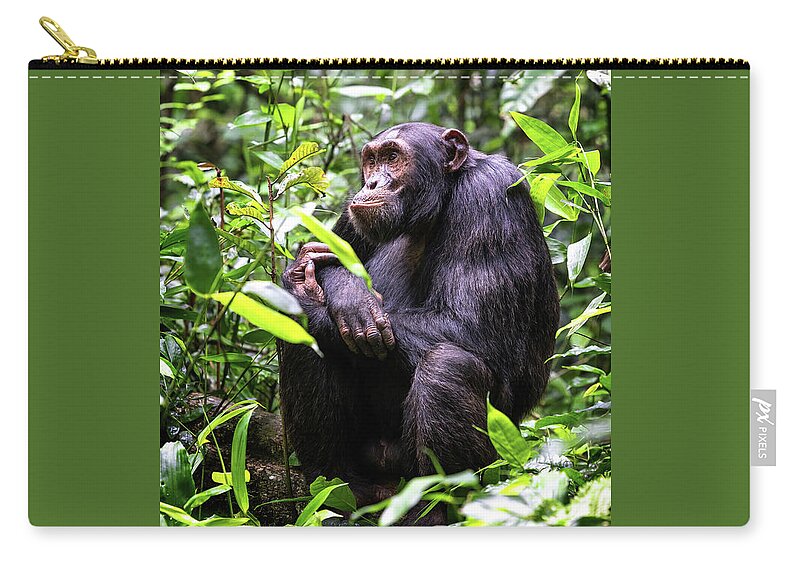 Adult Zip Pouch featuring the photograph Adult chimpanzee, pan troglodytes, in the tropical rainforest of #1 by Jane Rix