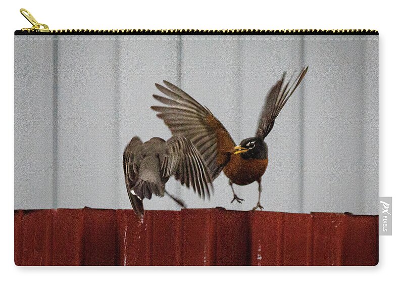 No People Zip Pouch featuring the photograph American Robins aerial fight #1 by SAURAVphoto Online Store