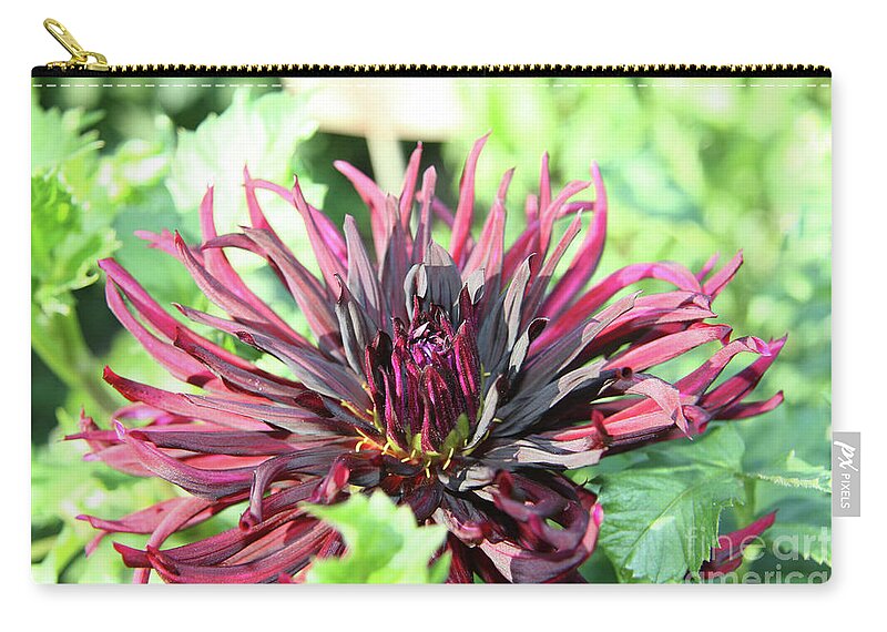 Aster Zip Pouch featuring the photograph Aster #1 by Lali Kacharava