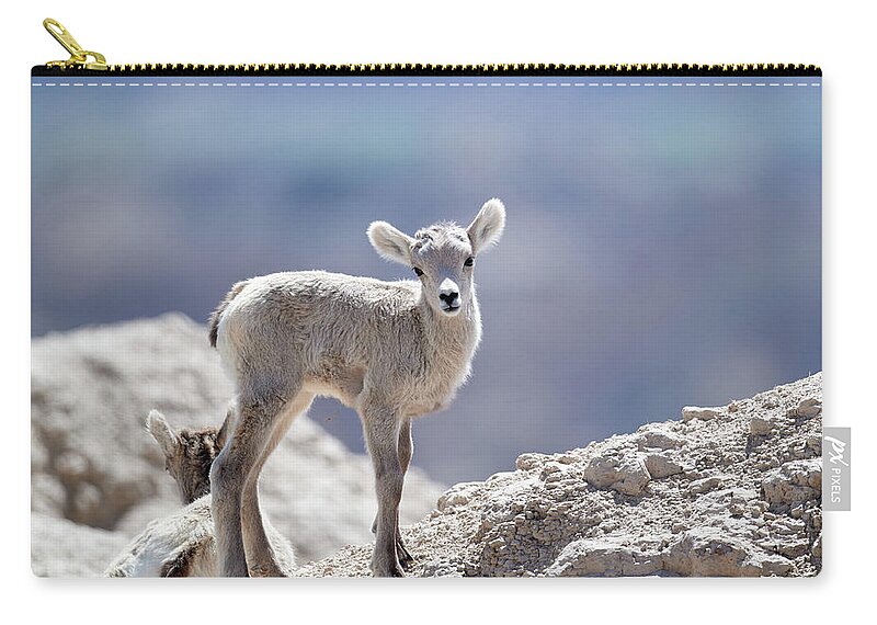 Animal Zip Pouch featuring the photograph Baby Big Horn #1 by Paul Freidlund