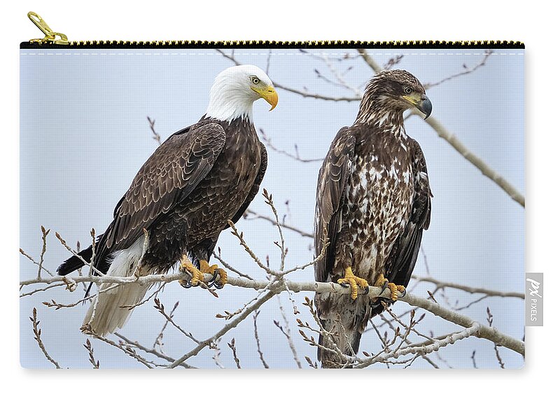 Blad Eagles Zip Pouch featuring the photograph Bald Eagles #1 by Wesley Aston