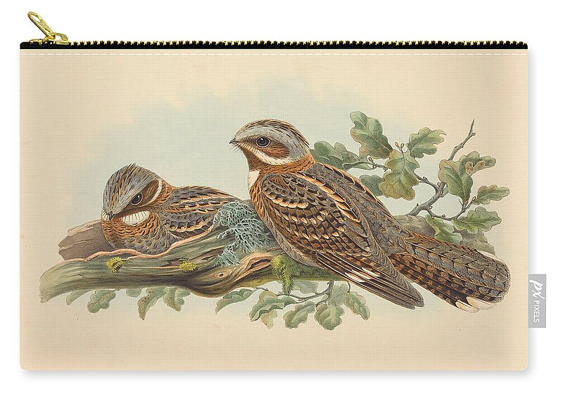 Henry Constantine Richter John Gould Zip Pouch featuring the painting Caprimulgus Ruficollis #1 by Henry Constantine Richter John Gould