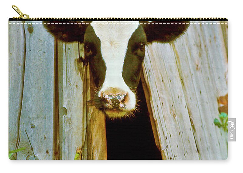 Cow Zip Pouch featuring the photograph Cow Trap #1 by R C Fulwiler
