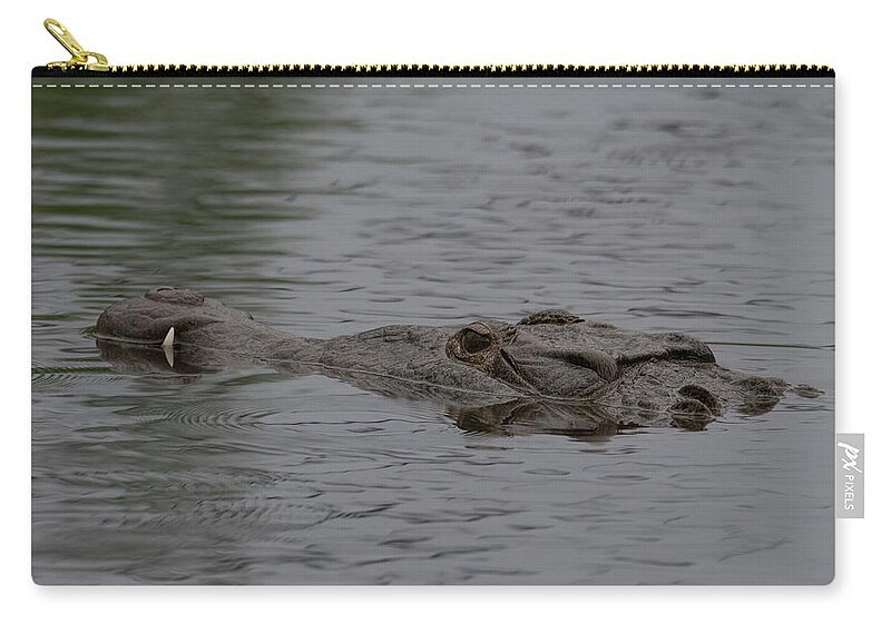 Crocodile Zip Pouch featuring the photograph Crocodile in Rain #2 by Carolyn Hutchins