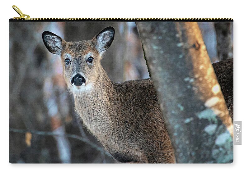 Deer Zip Pouch featuring the photograph Deer in the Woods #1 by Jaki Miller
