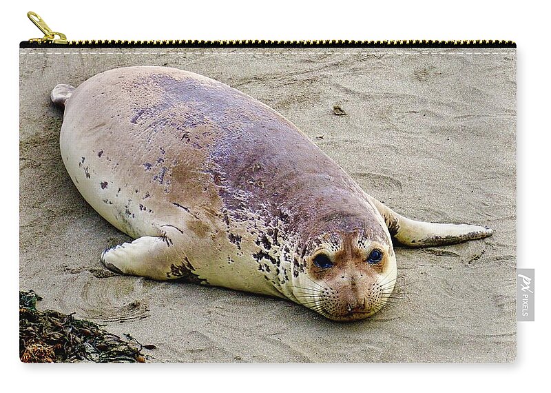 Elephant Seal Pup Zip Pouch featuring the photograph Elephant Seal Pup by Brett Harvey