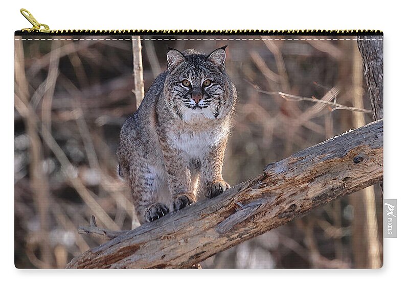 Bobcat Zip Pouch featuring the photograph Focused On Me #1 by Duane Cross