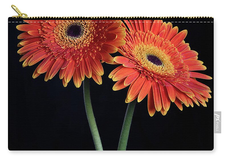 Daisies Carry-all Pouch featuring the photograph Fresh Daisy flower isolated on black background by Michalakis Ppalis