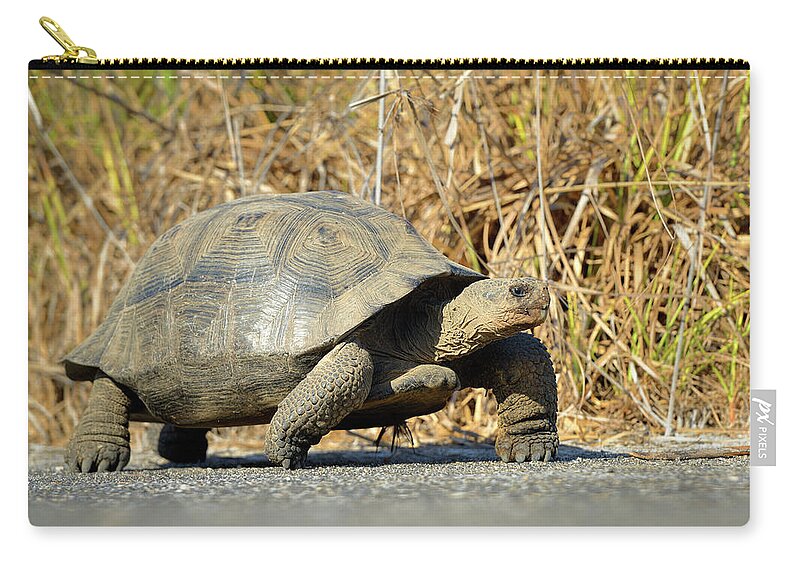 Republic Of Ecuador Zip Pouch featuring the photograph Galapagos giant tortoise, Chelonoidis nigra, Urbina Bay, Isabela Island, Galapagos Islands, Ecuador #1 by Kevin Oke