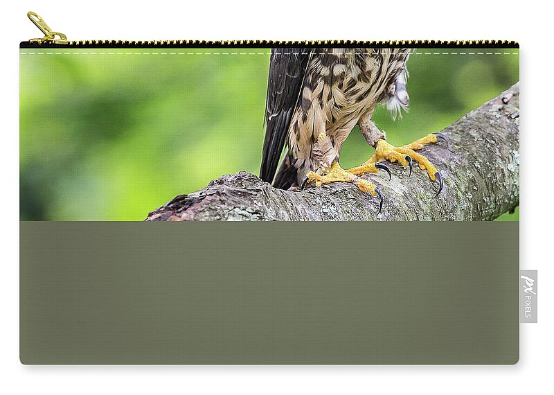 Raptors Owl Hawk Zip Pouch featuring the photograph Hawk #2 by Robert Miller