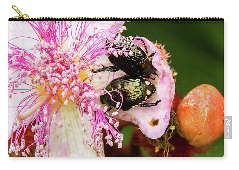 Rosaceae Zip Pouch featuring the photograph Japanese beetles #1 by SAURAVphoto Online Store