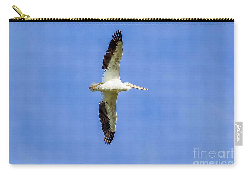 Pelicans Zip Pouch featuring the photograph Pelican in Flight #1 by Shirley Dutchkowski