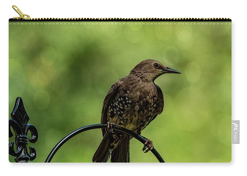 Bird.european Starling Carry-all Pouch featuring the photograph Pretty Bird by Cathy Kovarik