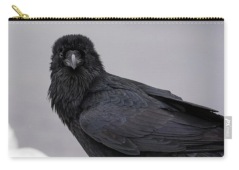 Raven Zip Pouch featuring the photograph Raven #1 by David Kirby