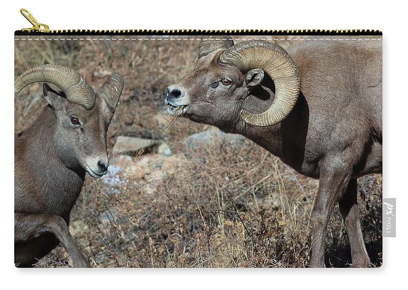 Rocky Mountain Big Horn Ram Zip Pouch featuring the photograph Rocky Mountain Big Horn Sheep #1 by Gary Langley