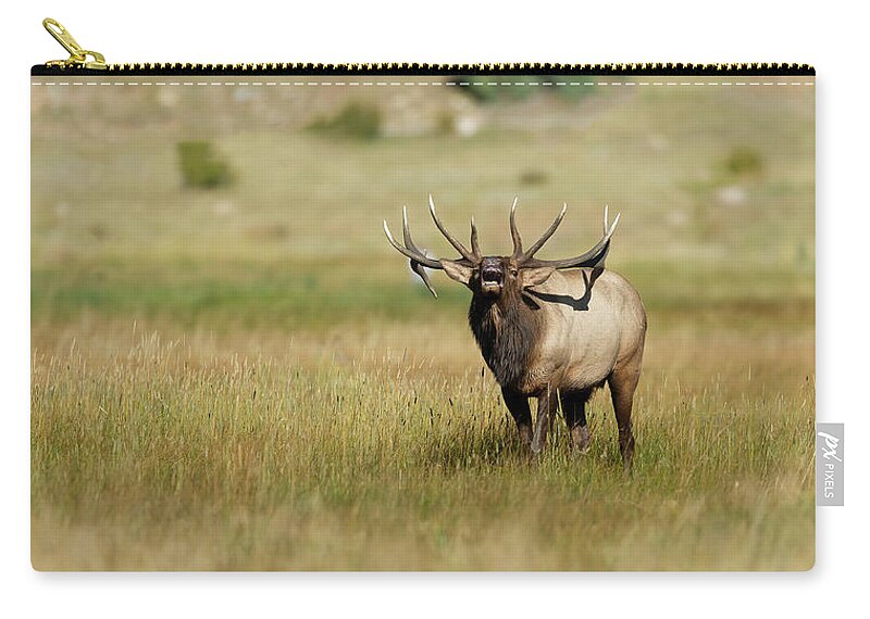 Rocky Zip Pouch featuring the photograph Rocky Mountain Bull Elk Bugling #1 by Gary Langley