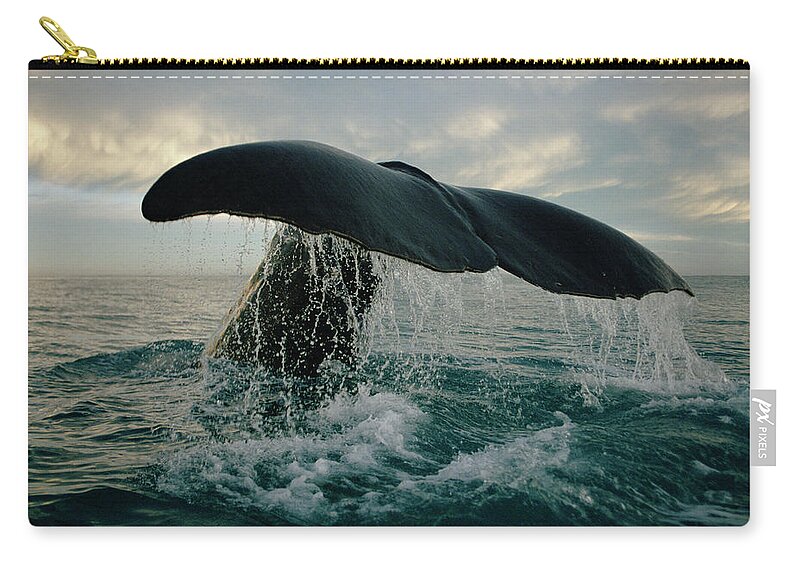 00114219 Zip Pouch featuring the photograph Sperm Whale Tail #1 by Flip Nicklin