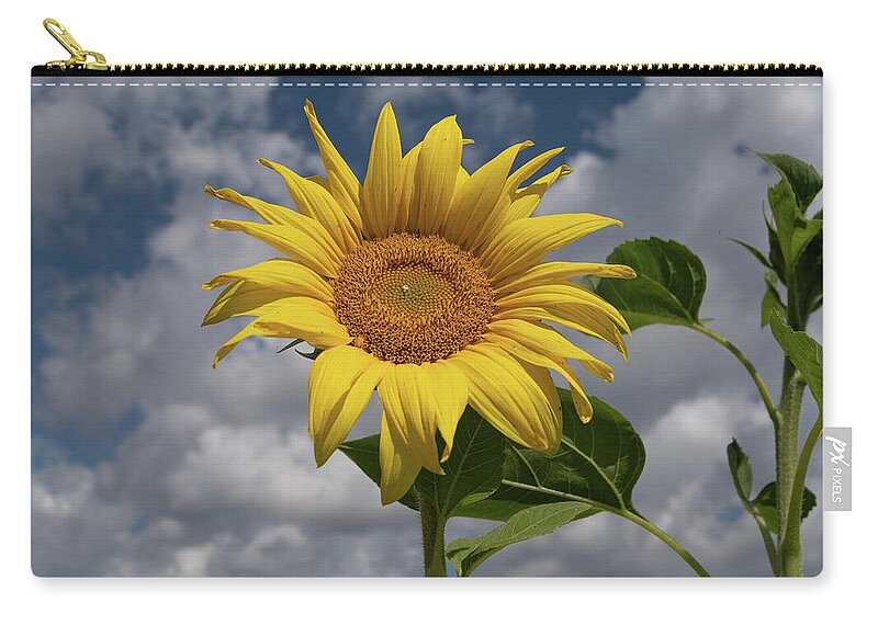 Sunflower Zip Pouch featuring the photograph Sunflower #3 by Carolyn Hutchins