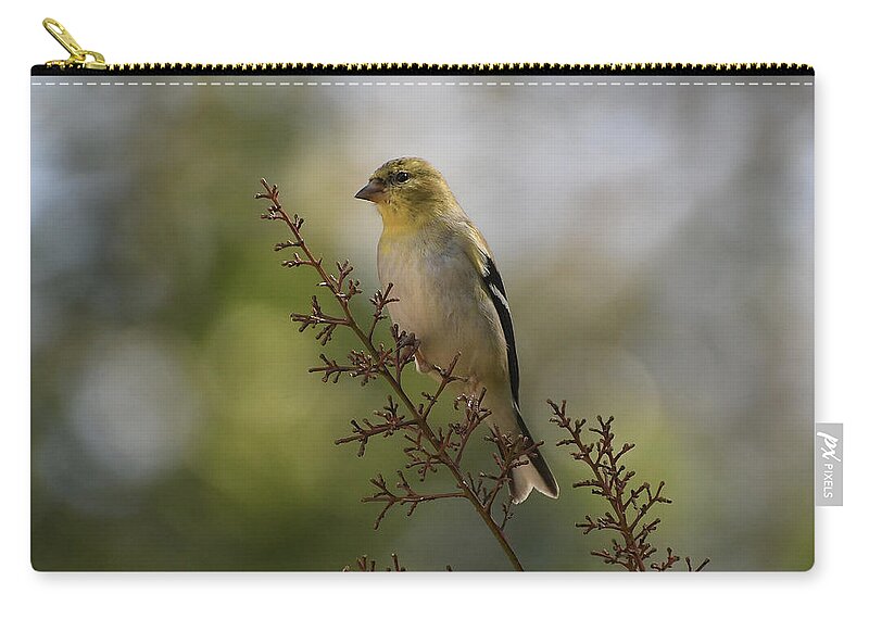American Goldfinch Zip Pouch featuring the photograph Sunshine On A Branch #1 by Fraida Gutovich