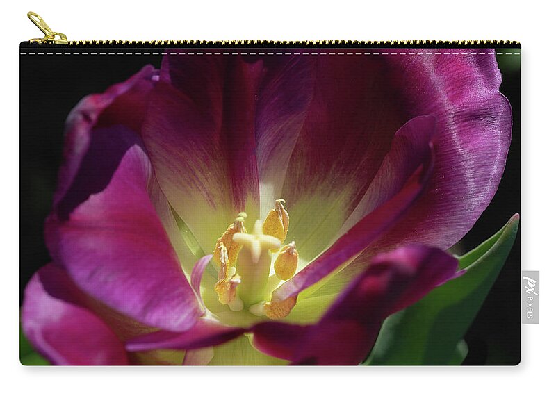 Tulip Zip Pouch featuring the photograph Tulip #1 by Cathy Donohoue
