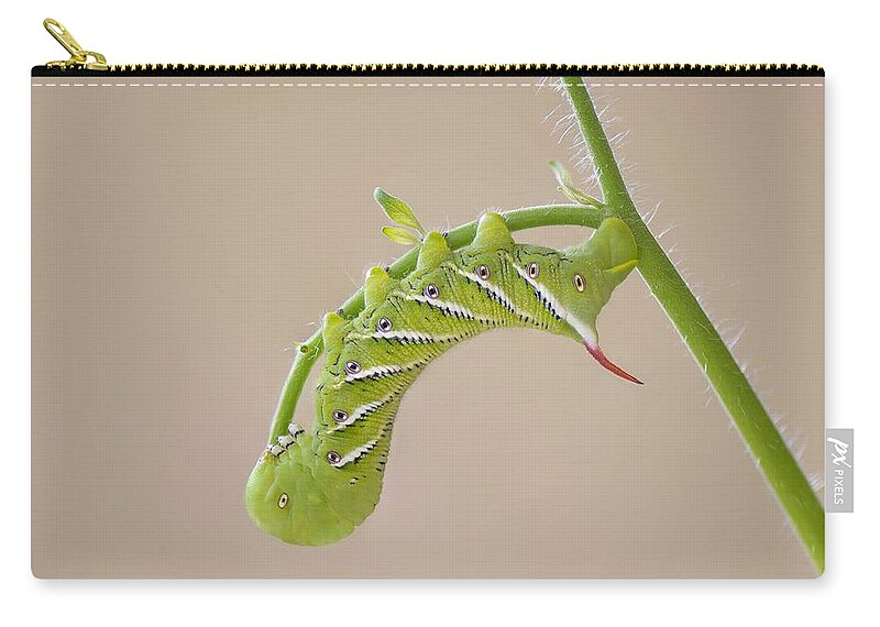 Waiting For My Wings Zip Pouch featuring the photograph Waiting for My Wings #1 by Puttaswamy Ravishankar