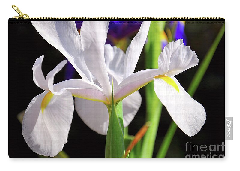 White Zip Pouch featuring the photograph White Iridaceae, Dutch Iris, is a spring flowering bulb. #1 by Milleflore Images