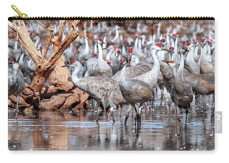 Wildlife Zip Pouch featuring the photograph Whitewater Draw 2486 by Robert Harris