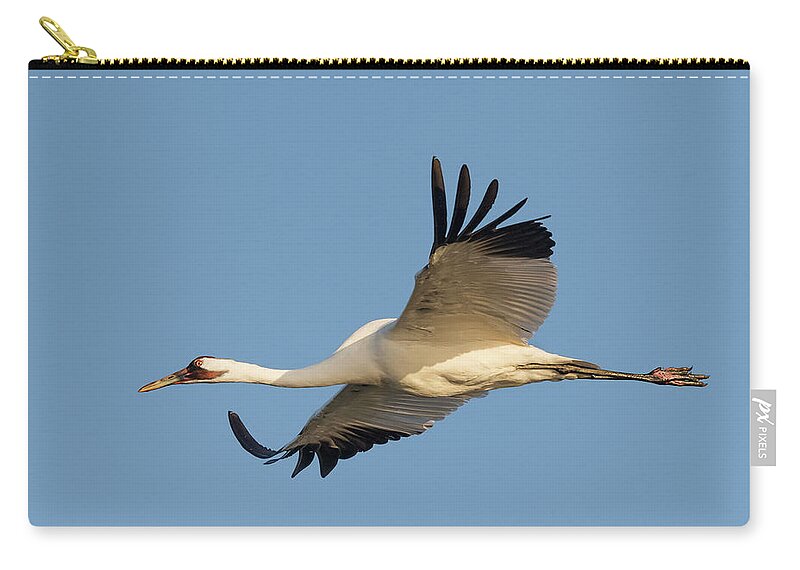 Whooping Crane Zip Pouch featuring the photograph Whooping crane in Flight by Puttaswamy Ravishankar
