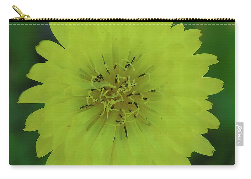 Dandelion Zip Pouch featuring the photograph Yellow Dandelion #1 by D Hackett