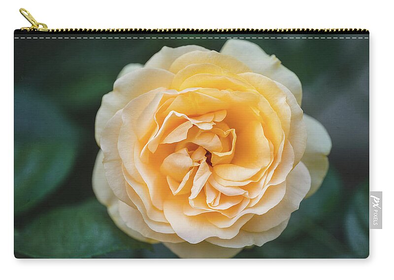 Macro Zip Pouch featuring the photograph Yellow Rose #1 by Hanna Tor