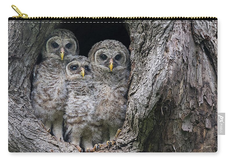 Baby Barred Owls Zip Pouch featuring the photograph Getting Ready to Fledge #2 by Puttaswamy Ravishankar
