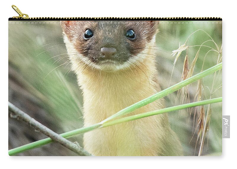 Mammal Zip Pouch featuring the photograph Long-tailed Weasel #14 by Dennis Hammer