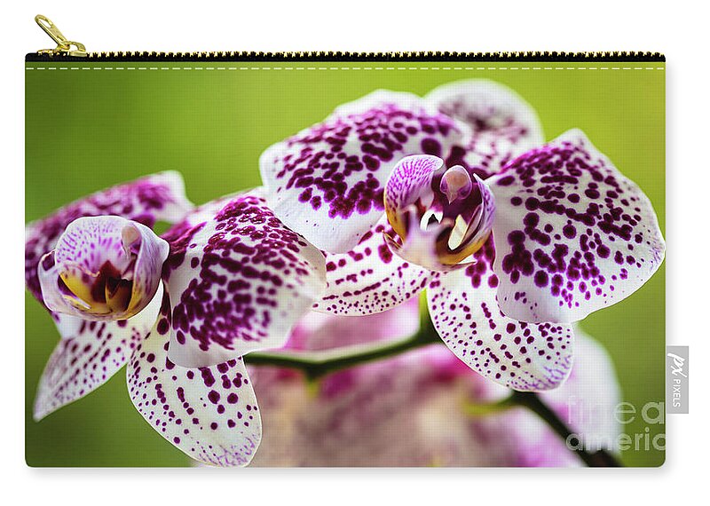 Background Zip Pouch featuring the photograph Spotted Orchid Flowers #14 by Raul Rodriguez