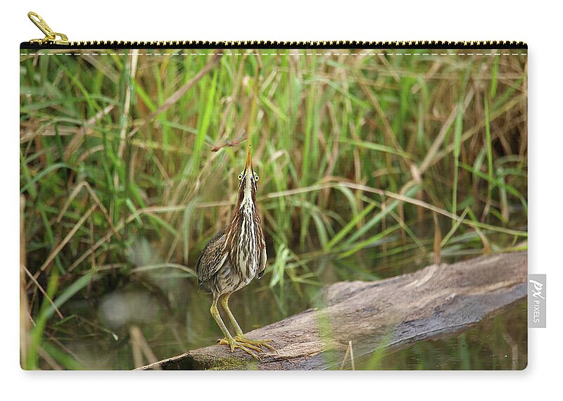 Green Heron Zip Pouch featuring the photograph Green Heron #16 by Brook Burling